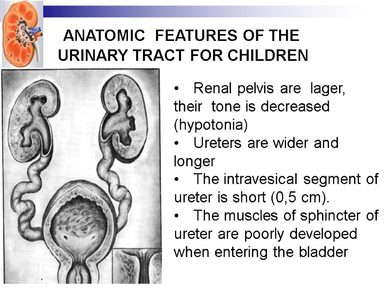 АНАТОМИЧЕСКИЕ      ANATOMIC  FEATURES OF THE URINARY TRACT FOR